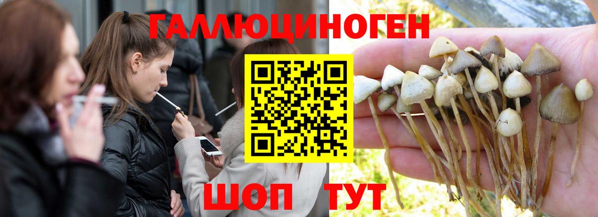 Псилоцибиновые грибы Cubensis Каменка